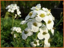 Chamois-Cress