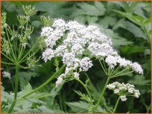 Chervil Chervil