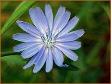 Chicory Chicory