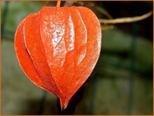 Chinese Lantern Chinese-Lantern