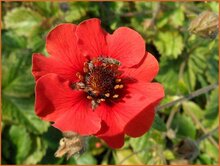 Cinquefoil Cinquefoil