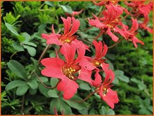 Climbing Nasturtium Climbing-Nasturtium
