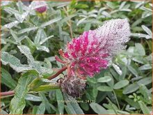Clover