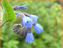 Comfrey