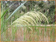 Common Reed Common-Reed