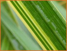 Cordgrass