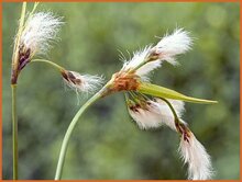 Cottongrass