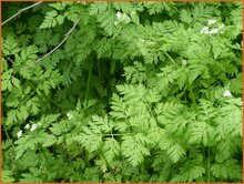 Cow-Parsley