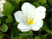 Cupflower Cupflower