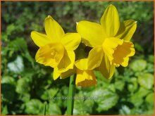 Daffodil Daffodil