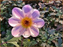 Dahlia Dahlia