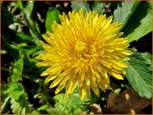 Dandelion