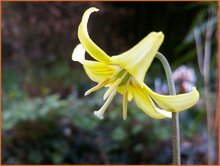 Dog's Tooth Violet Dogs-Tooth-Violet