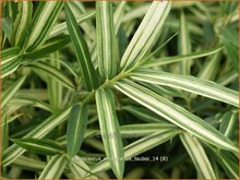 Dwarf-Bamboo