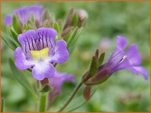 Dwarf-Snapdragon