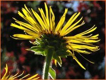 Elecampane Elecampane