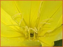Evening Primrose Evening-Primrose