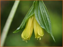Fairy Bells Fairy-Bells