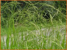 False-Brome