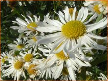 False-Chamomile