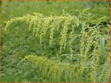 False Hemp False-Hemp