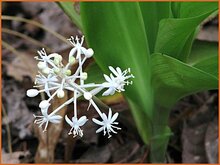 False Lily of the Valley False-Lily-of-the-Valley