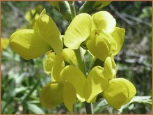 False Lupin False-Lupin