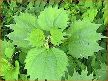 False-Nettle