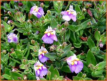 False Pimpernel False-Pimpernel
