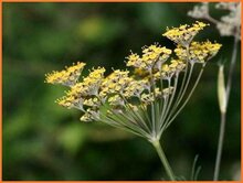 Fennel Fennel