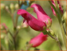 Figwort