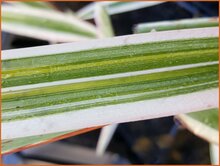 Flax-Lily