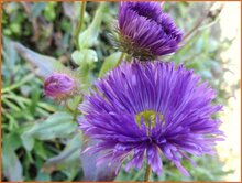 Fleabane Fleabane