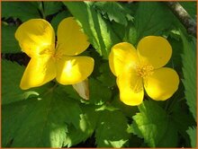 Forest-Poppy