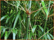 Fountain Bamboo Fountain-Bamboo