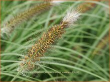 Fountain-Grass