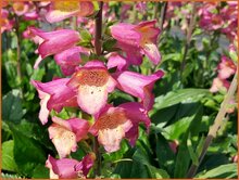 Foxglove (Digiplexis) Foxglove-(Digiplexis)
