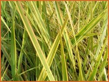 Foxtail-Grass