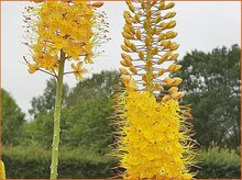 Foxtail Lily Foxtail-Lily