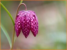 Fritillary Fritillary