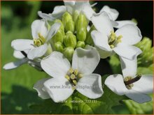Garlic Mustard Garlic-Mustard