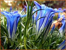 Gentian Gentian