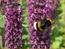 Germander Germander