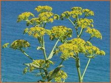 Giant Fennel Giant-Fennel