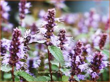Giant Hyssop Giant-Hyssop