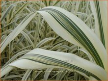 Giant Reed Giant-Reed
