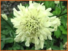 Giant Scabious Giant-Scabious