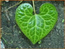 Ginger-leaf-False-Bugbane