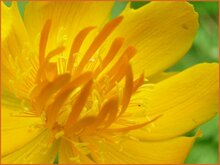 Globeflower