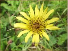 Goatsbeard